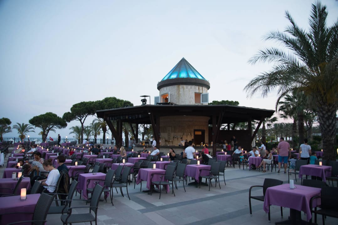 Papillon Ayscha Juni 2015 Papillon Ayscha