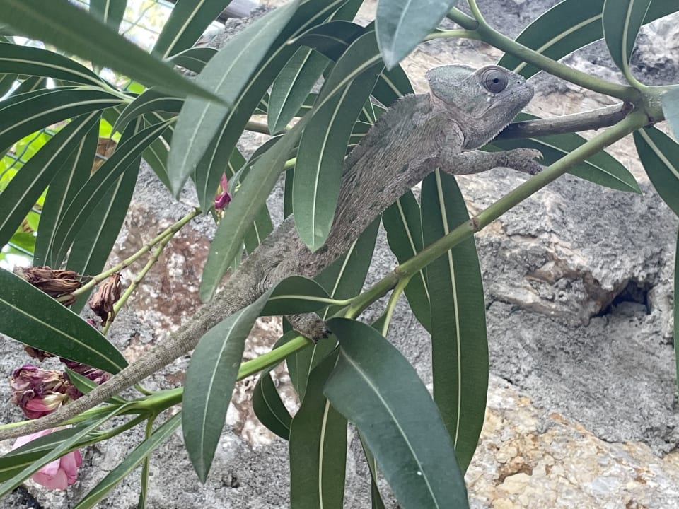 Gartenanlage TUI BLUE Seno - Adults Only