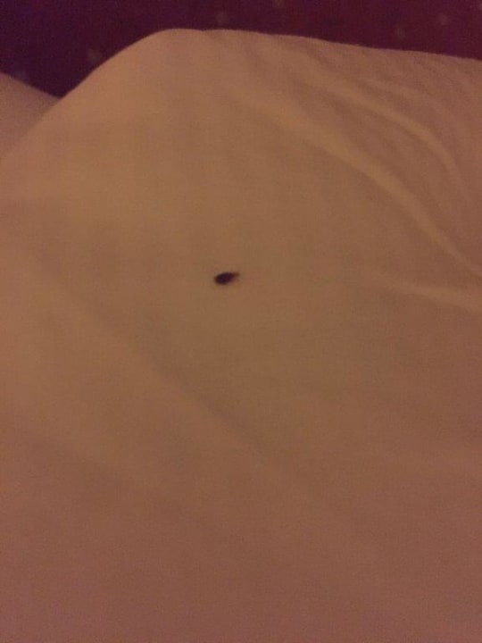 Zimmer Hotel Amadeus ROYAL Berlin