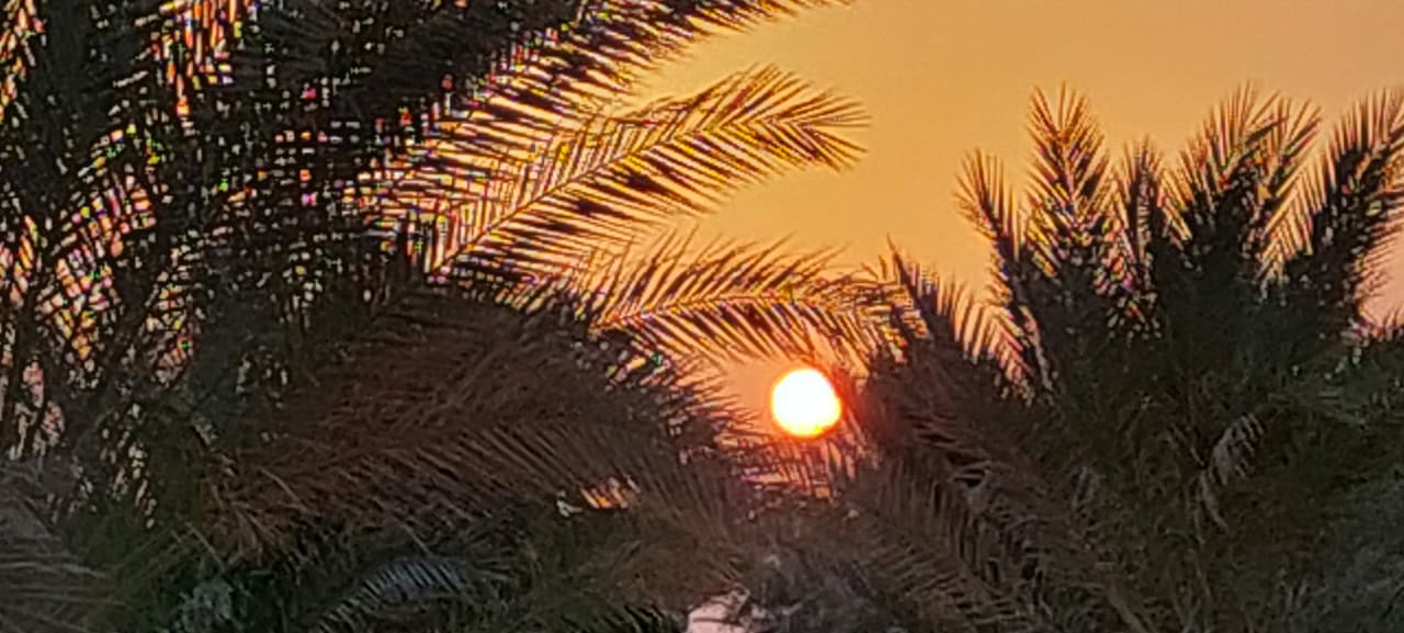 Ausblick Malikia Resort Abu Dabbab