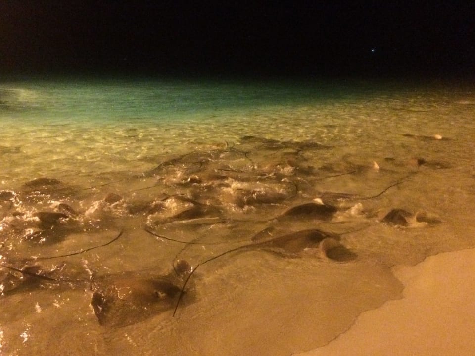 Die Stachelrochenfütterung  Villa Park Sun Island