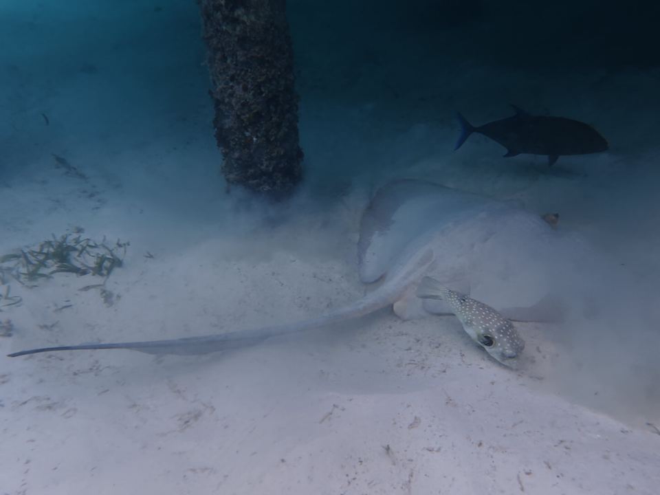 Strand Cocoon Maldives