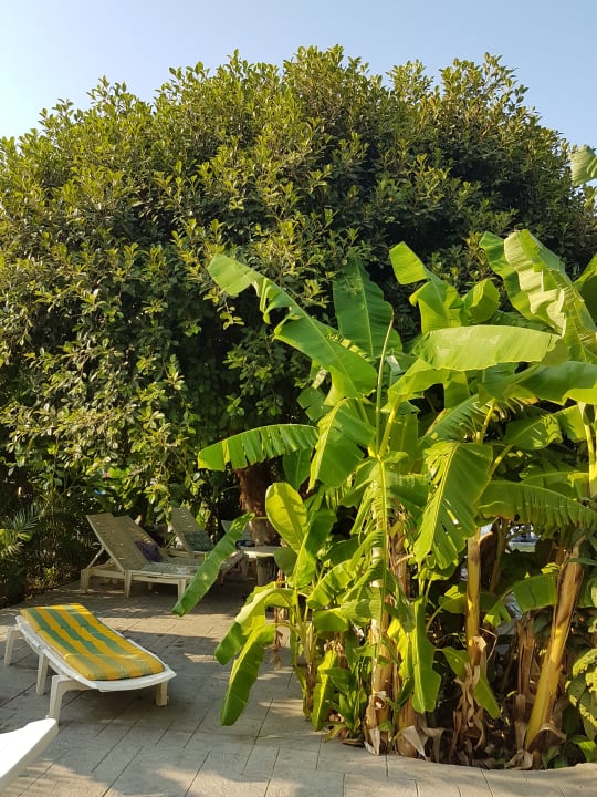 Gartenanlage Irene Palace Beach Resort Club alltoura