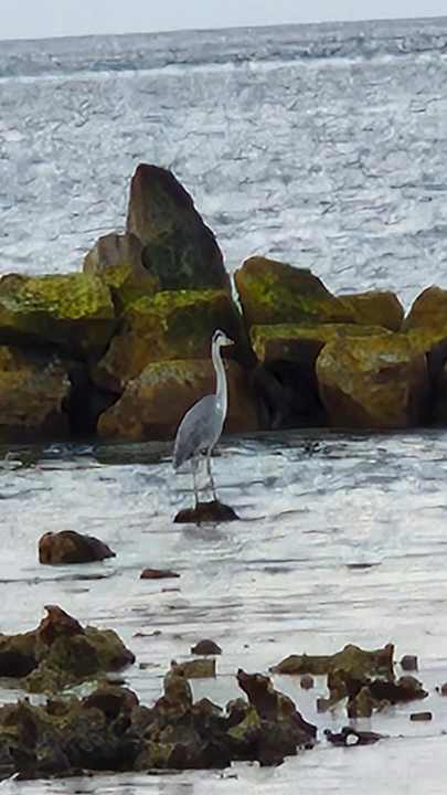 Strand ananea Madivaru Maldives