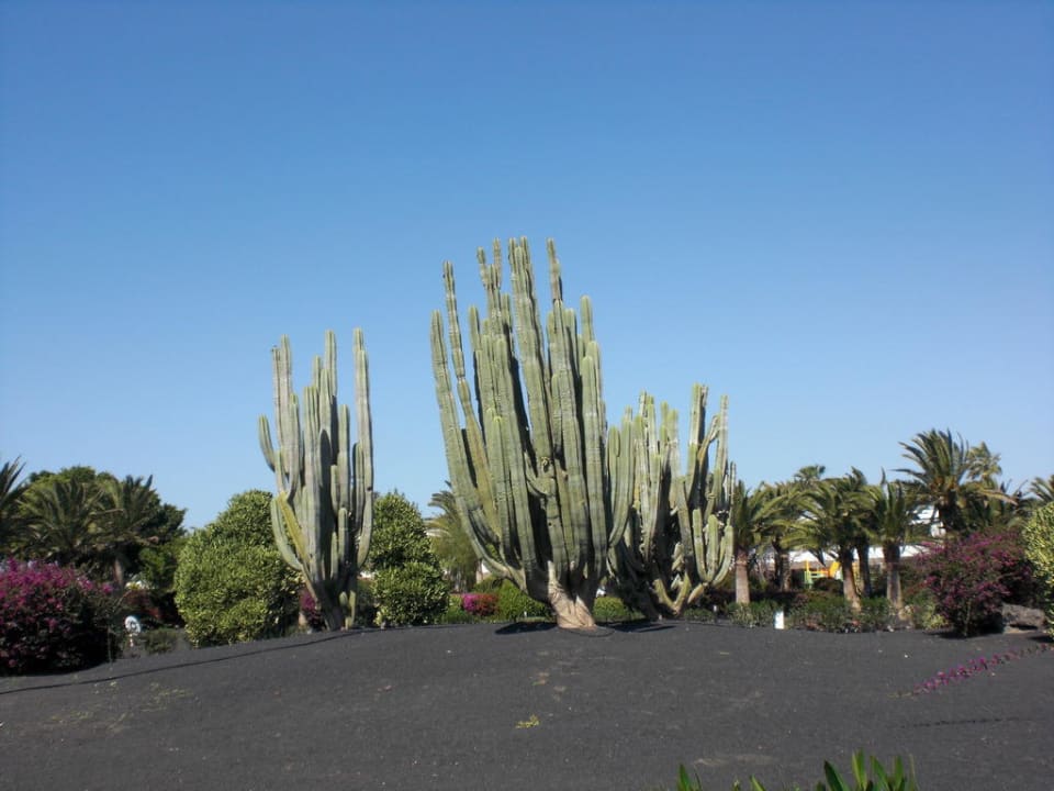 Garten Relaxia Olivina