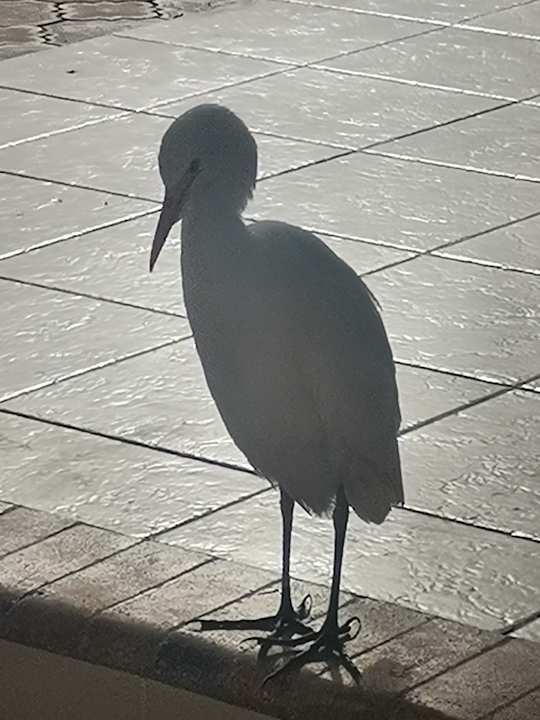 Zimmer Shams Safaga Resort