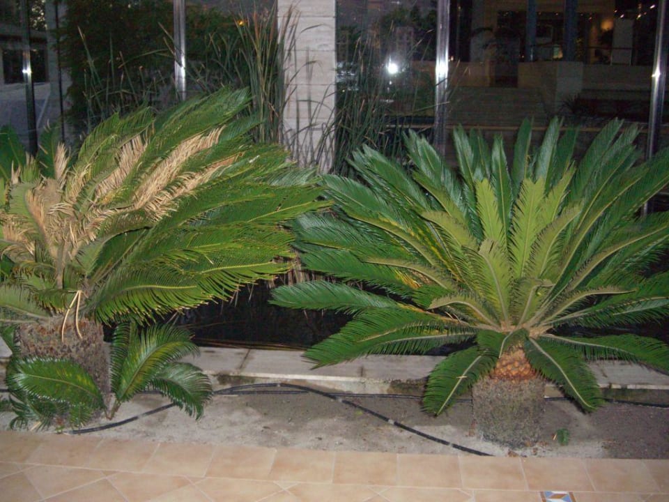 Garten Playa Garden Selection Hotel & Spa
