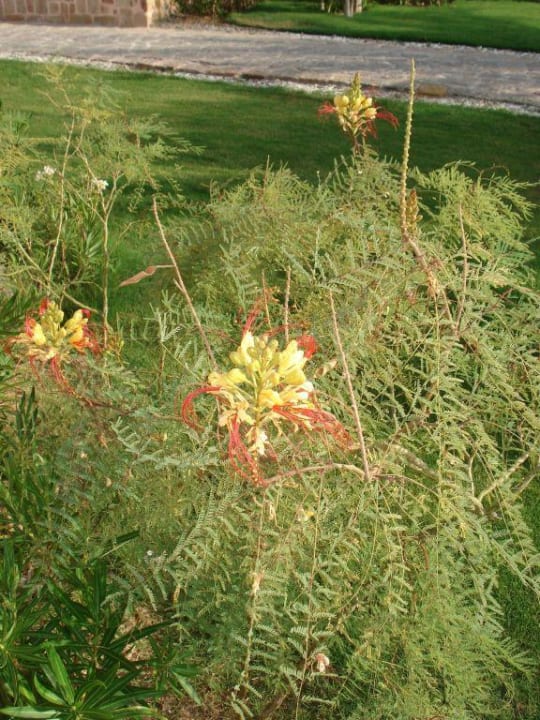 Blütenpracht Radisson Blu Resort, El Quseir