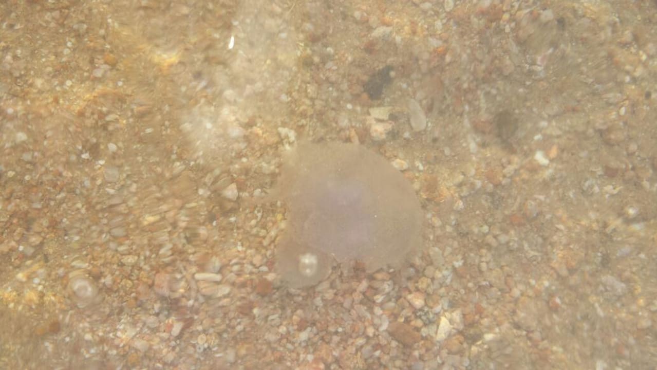 Quallen Stella Beach Resort & Spa Makadi Bay