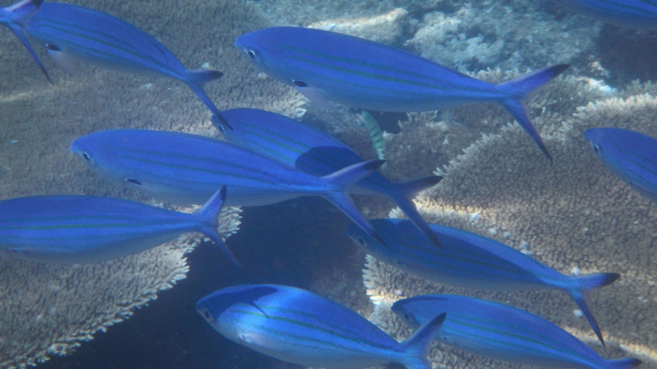 Schnorcheln am Hausriff Ellaidhoo Maldives by Cinnamon