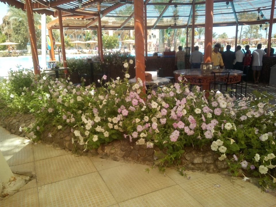 Sonstiges Desert Rose