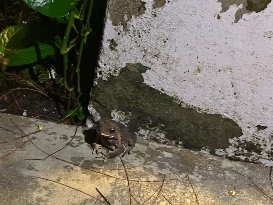 Gartenanlage Moracea by Khao Lak Resort
