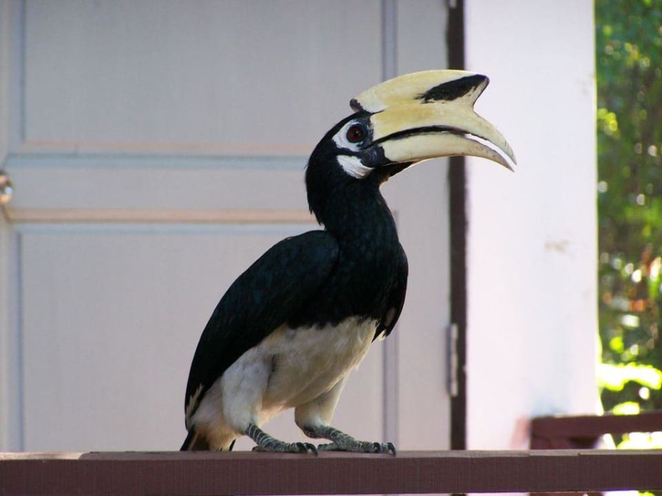 Nashornvogel-Model Hotel Coral Island Resort