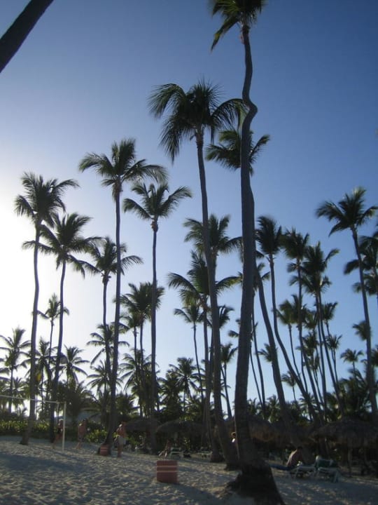 Kokospalmen Grand Palladium Select Bávaro Resort & Spa