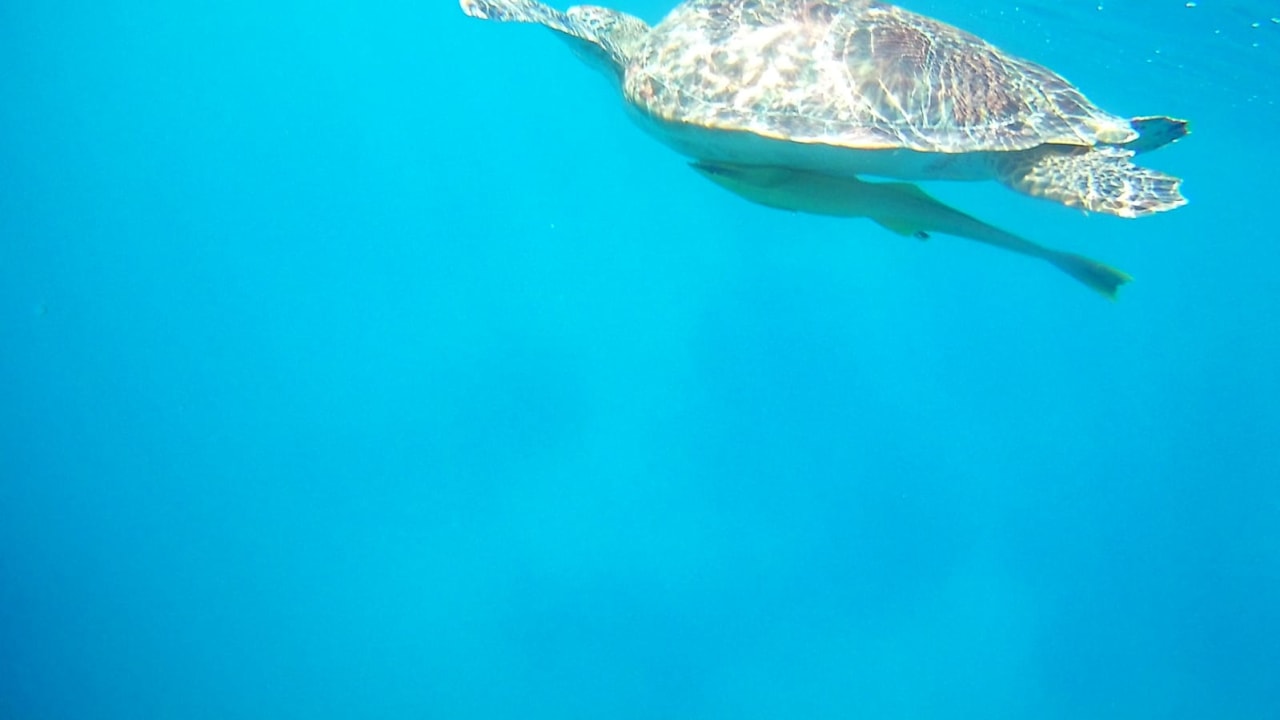 Strand Steigenberger Coraya Beach - Adults only