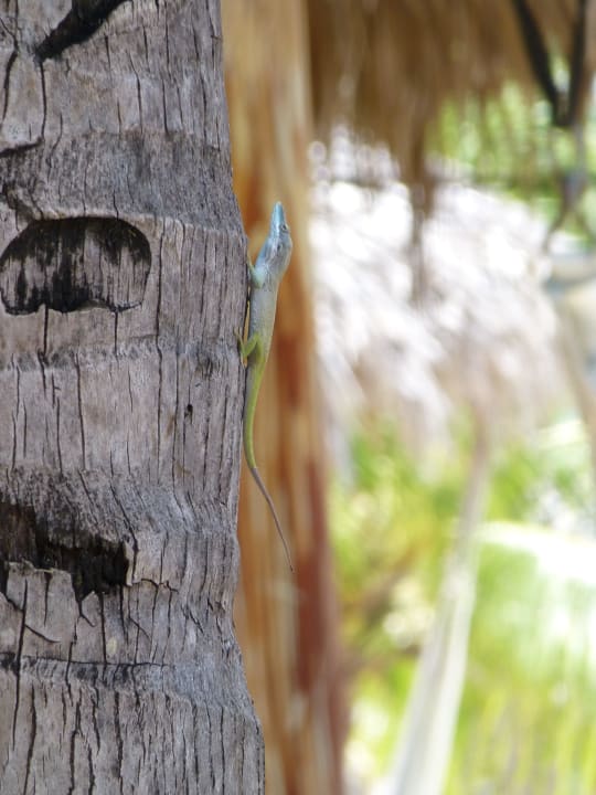 Anoli an einer Palme bei der Mojitobar Hotel Playa Pesquero