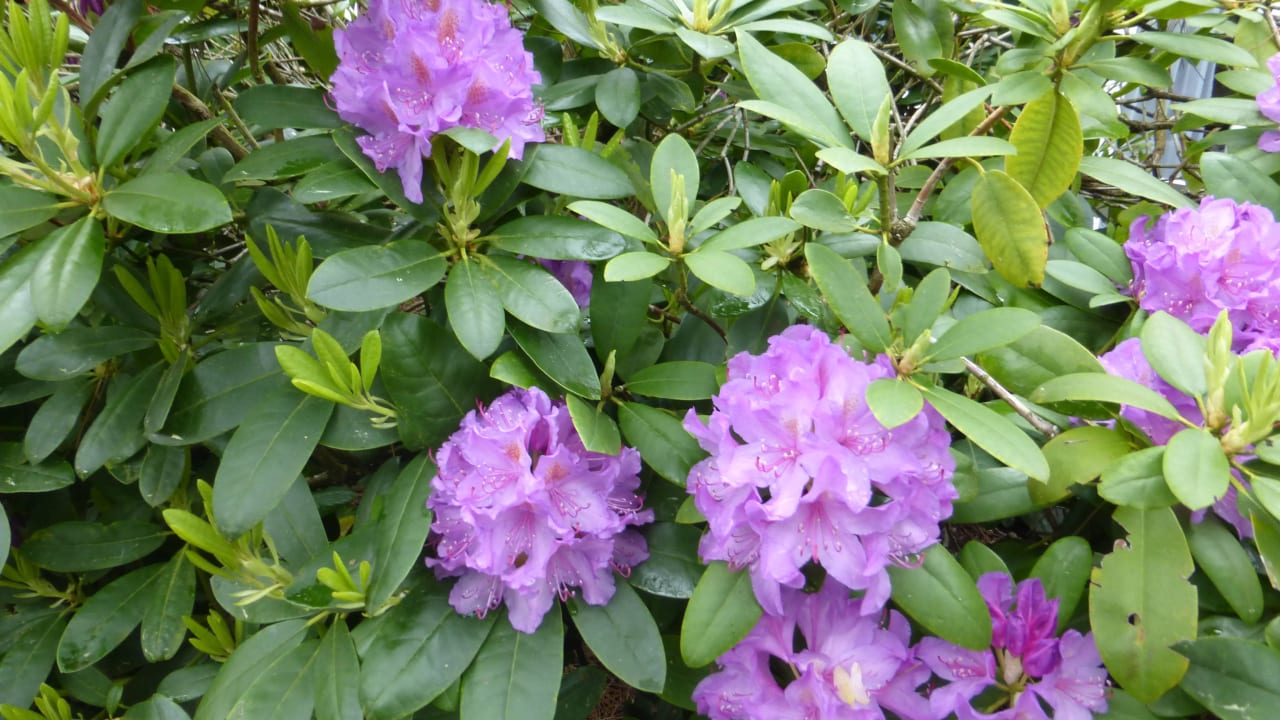Blumenpracht im Dünenhotel Eulenhof Dünenhotel Eulenhof