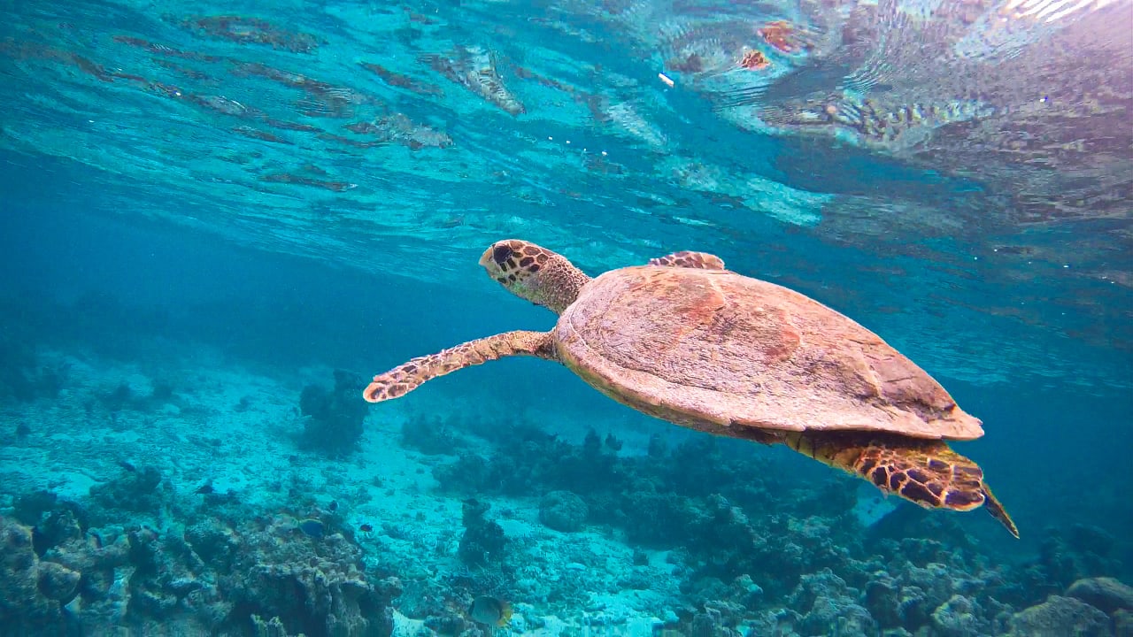 Sport & Freizeit Summer Island Maldives