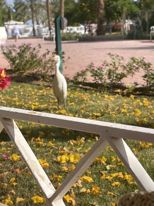 Gartenanlage Desert Rose