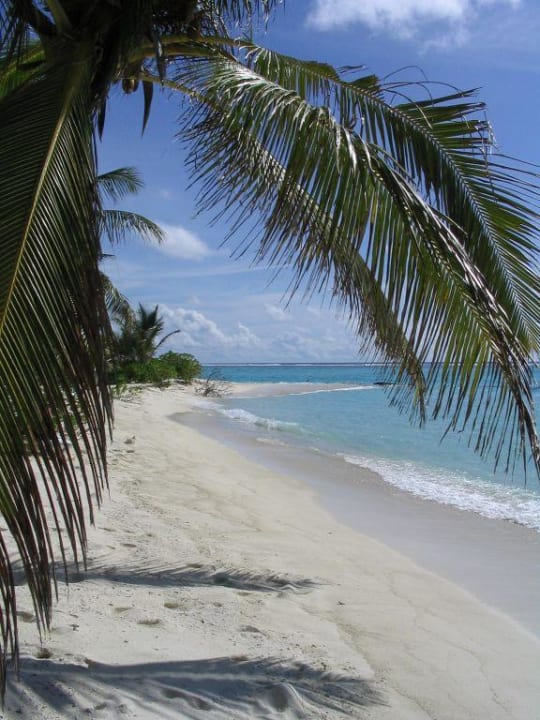 Palme, Strand Summer Island Maldives