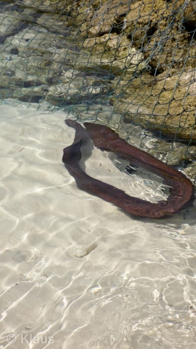 Muräne Summer Island Maldives