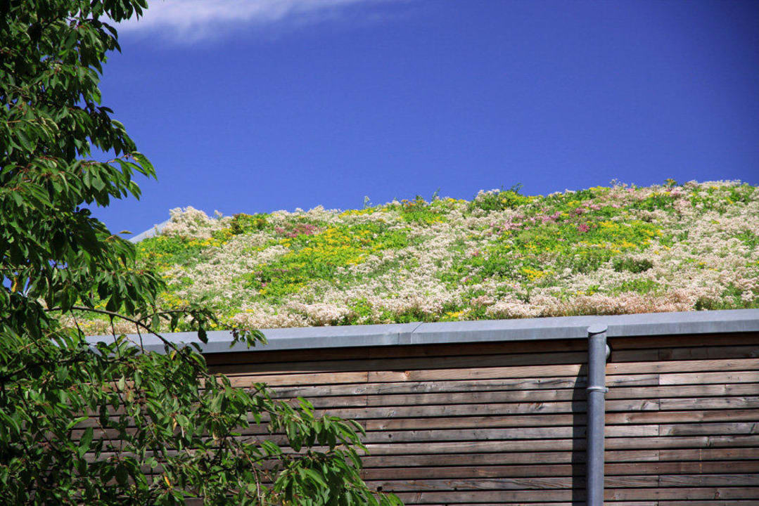 Unser Gründach im Juli Apartmenthaus Am Uhlsberg