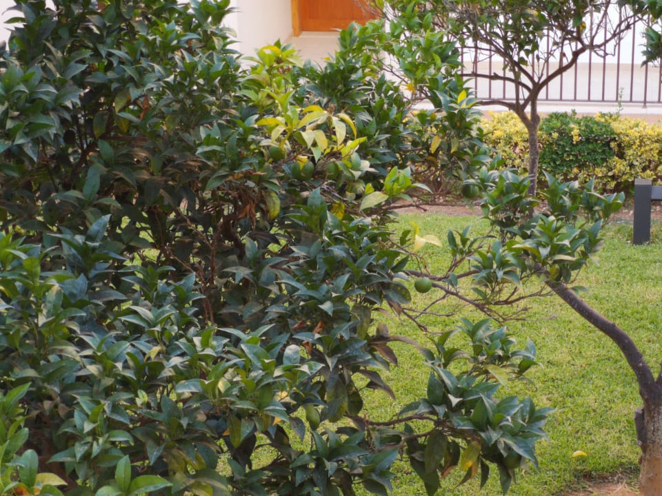 Gartenanlage Protur Floriana Resort Aparthotel