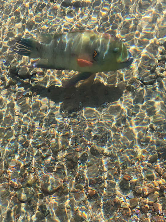 Strand Pickalbatros Palace Resort