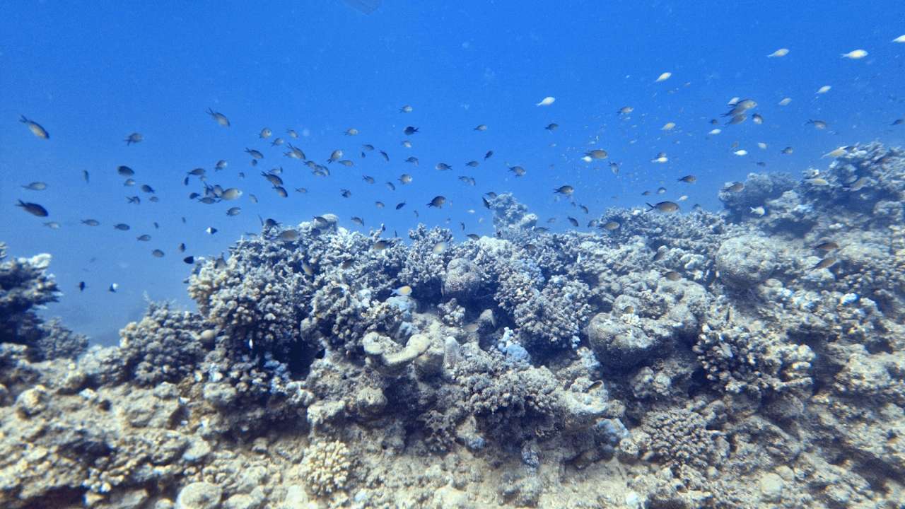 Sport & Freizeit Shams Alam Beach Resort