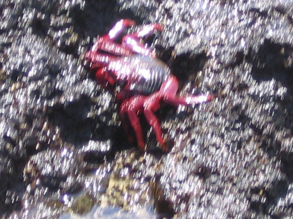 Tiere SBH Hotel Taro Beach