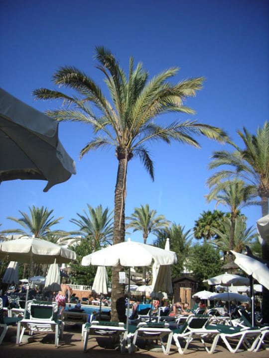 Palmen Protur Safari Park Aparthotel