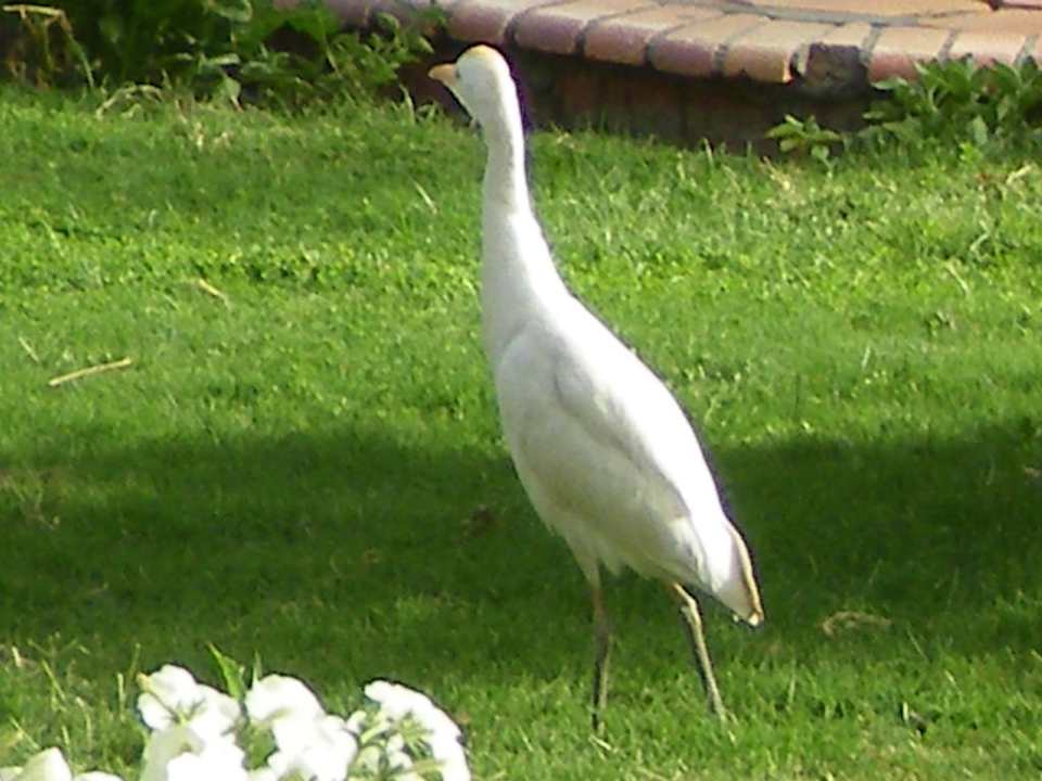 Unser Besuch! Aladdin Beach Resort