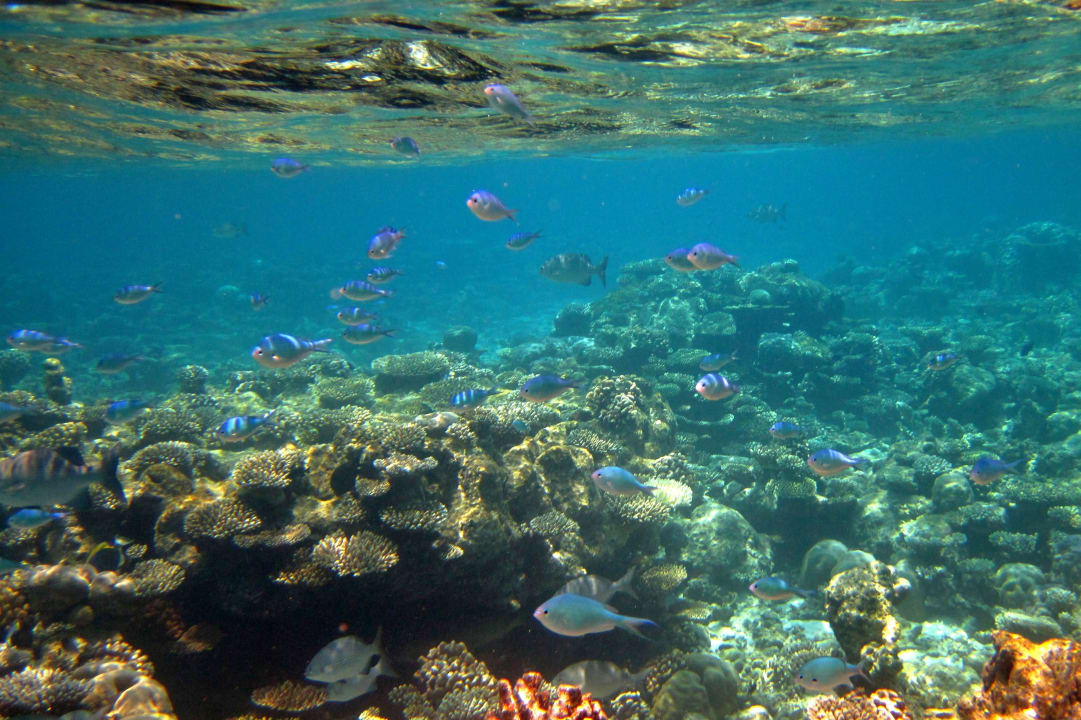 Schnorcheln am Hausriff Thulhagiri Island Resort