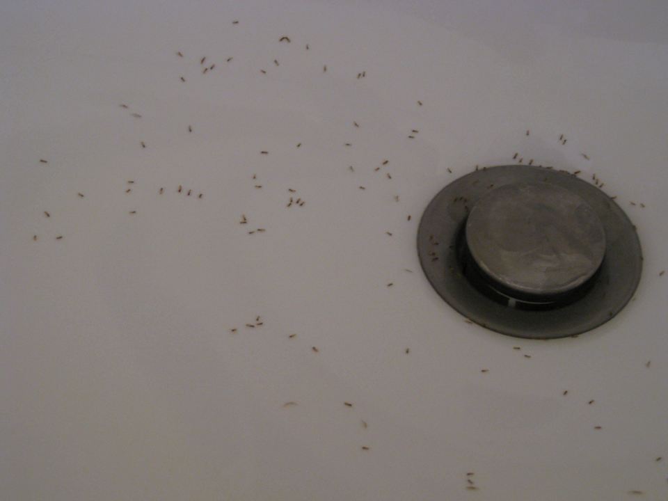 Tiere  Privilege Cayo Libertad - Adults only