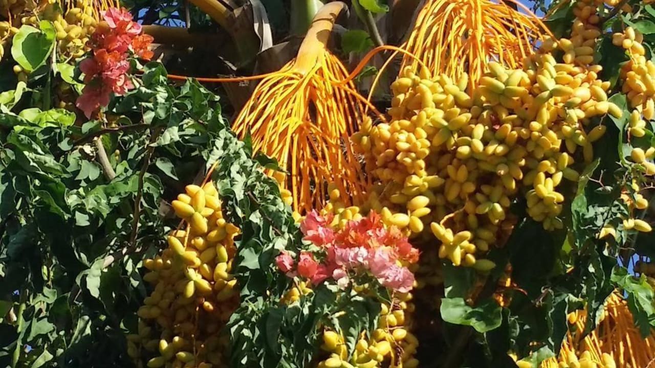 Datteln vor der Reife Saphir Resort & Spa