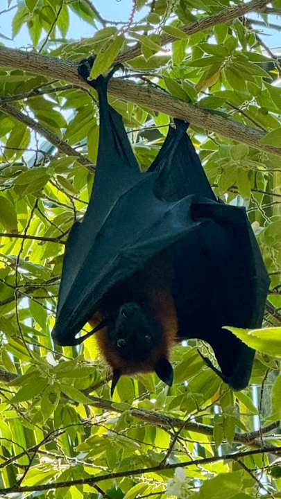 Gartenanlage Cinnamon Hakuraa Huraa Maldives