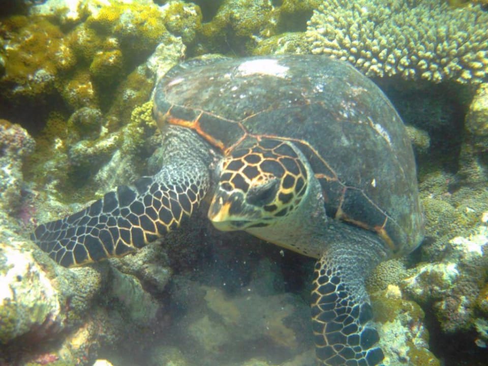 Schildkröte Summer Island Maldives