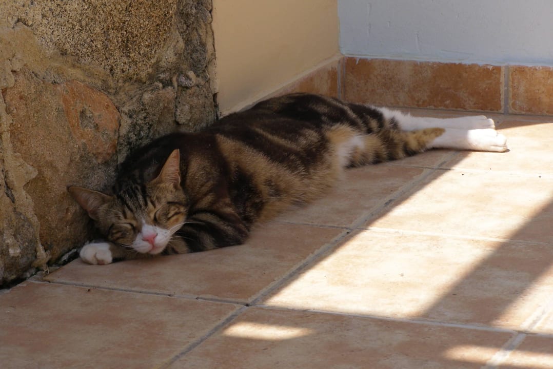 Ein Nickerchen auf unserer Terrasse Lindos Princess Beach Resort & Spa