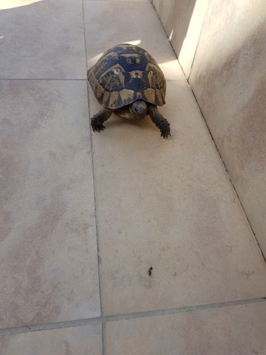 Eine der Schildkröten im Hotel  Megasaray Club Belek