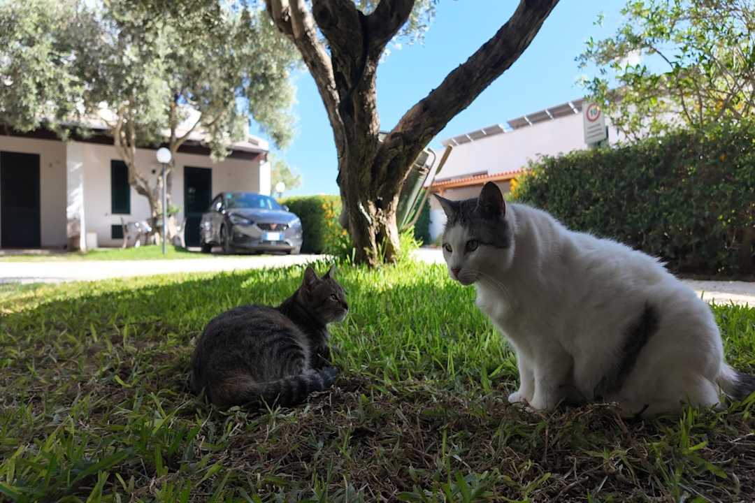 Gartenanlage Lilybeo Village