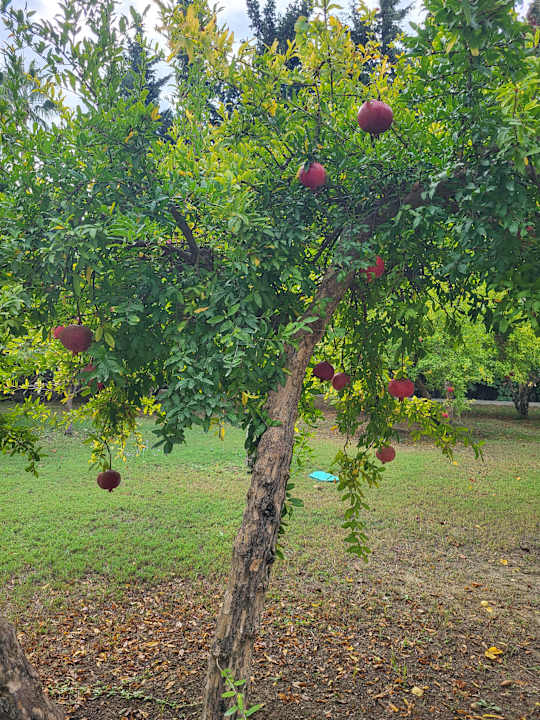 Gartenanlage Kamelya Aishen Club