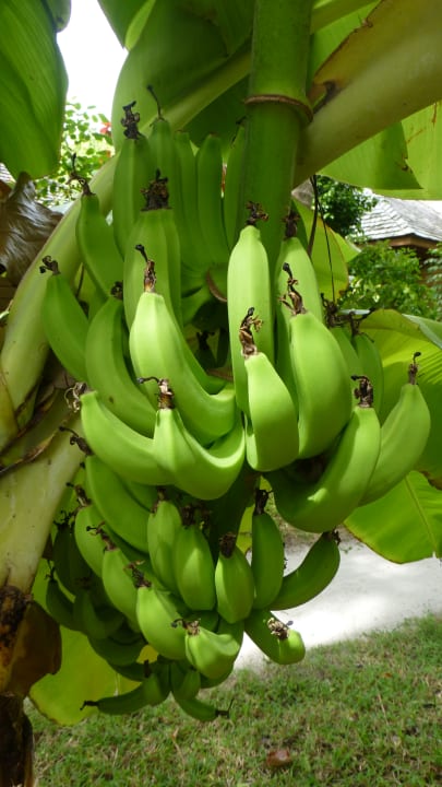 Gartenanlage Veligandu Maldives Resort Island