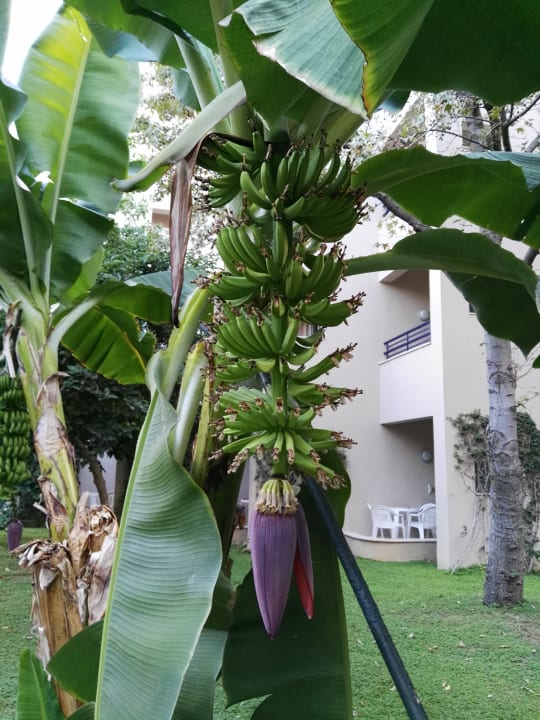 Gartenanlage Labranda Alantur Resort