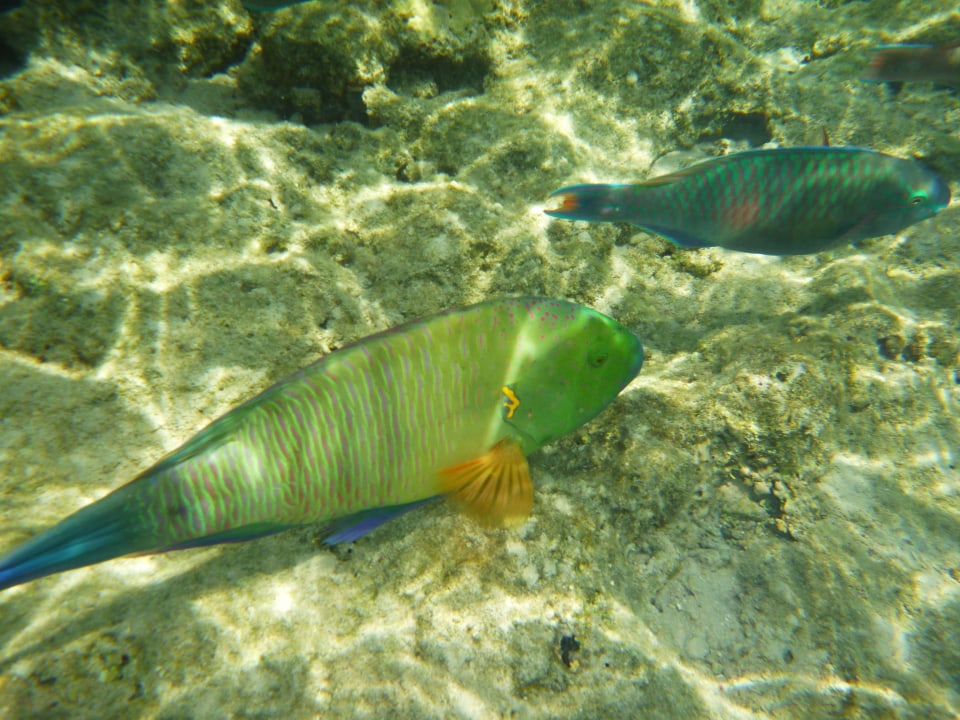 Hausriff Grand Makadi