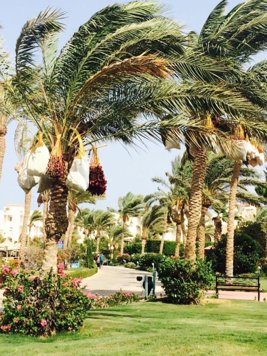 Gartenanlage Desert Rose