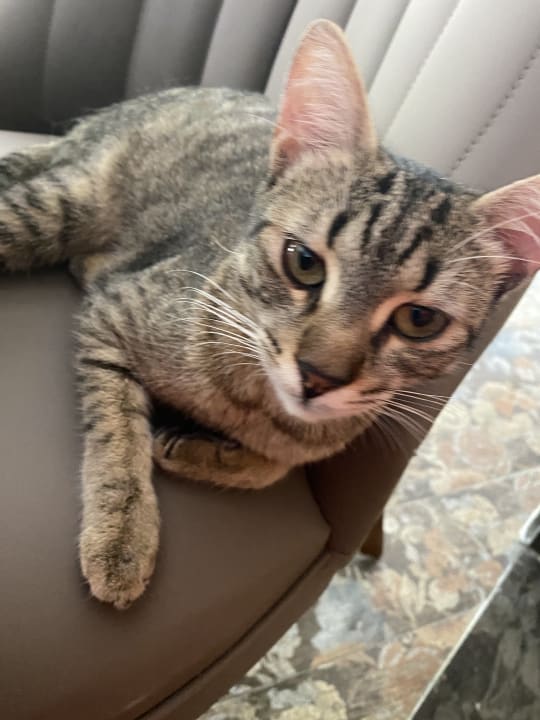 Lobby Dream Family Club