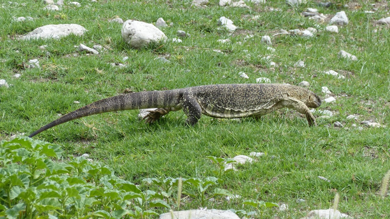 Ein Waran Okaukuejo Camp