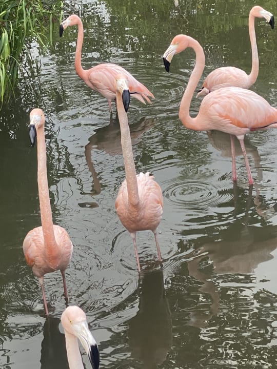 Gartenanlage Hotel Viva Dominicus Palace by Wyndham-All Inclusive Resort