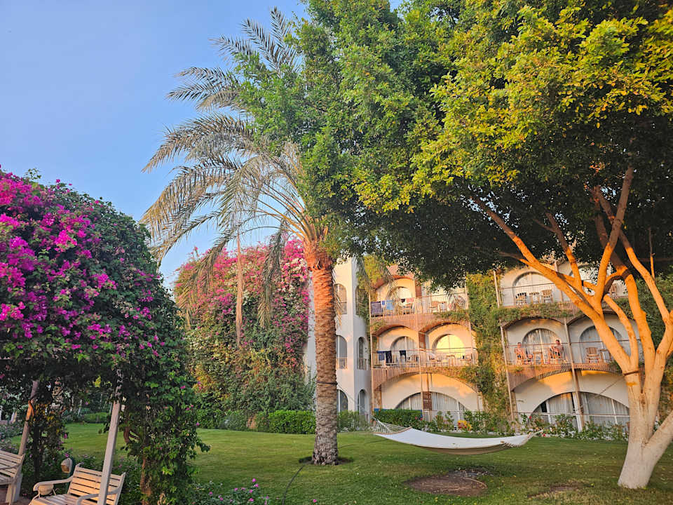 Gartenanlage Desert Rose