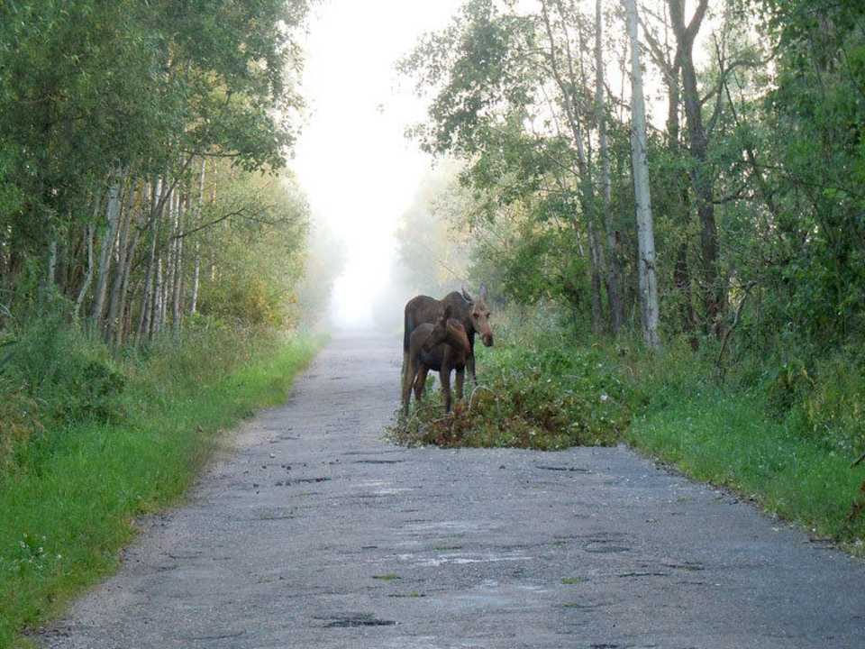 Łosi w okolicznych Parkach jest wiele Dwór Stanica Rzeczna Łabędzie